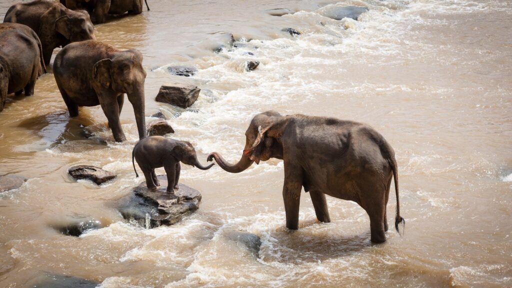 Eine Elefantenmutter hilft ihrem Kind über einen Fluss zu kommen. Mitgefühl ist eine hochsensible Stärke, die wir sogar in der Tierwelt beobachten können.