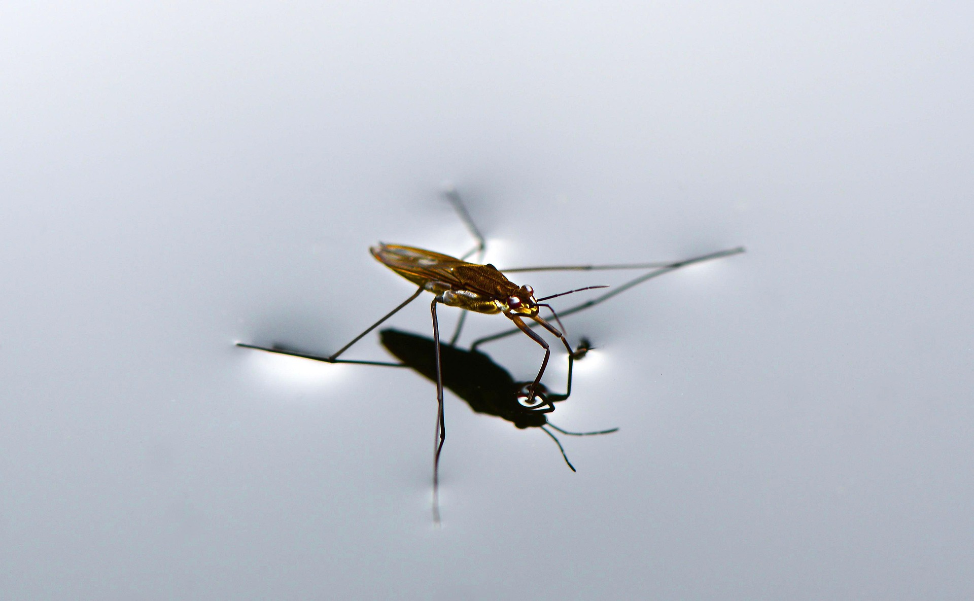 Ein Wasserläufer steht ruhig auf dem Wasser. Neidische Insekten bezeichnen ihn als Nichtschwimmer! Wie sehen wir andere Menschen? Mit unserem Angebot von Psychotherapie möchten wir Sie begleiten. Gerade hochsensible Kinder sind von einer intensiven Sensorik geprägt.