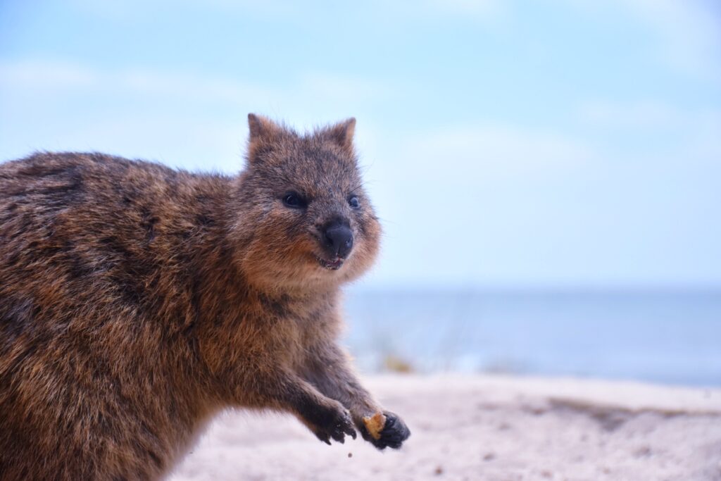 Quokka sitzt am Strand und lächelt. Das Schauen von entsprechenden Videos senkt nachweislich den Blutdruck